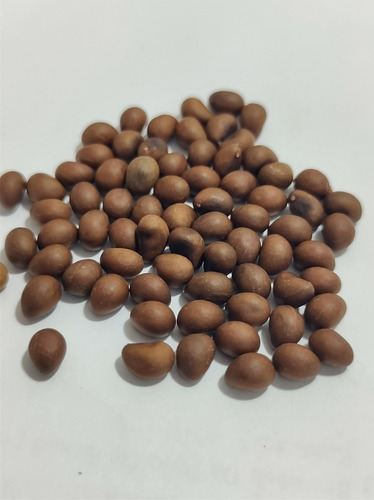 100 Semilllas De Clavellino Rosa ( Pseudobombax Ellipticum)