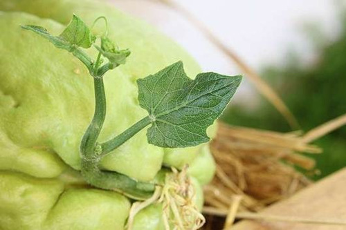 Semilla De Chayote Papa Del Aire