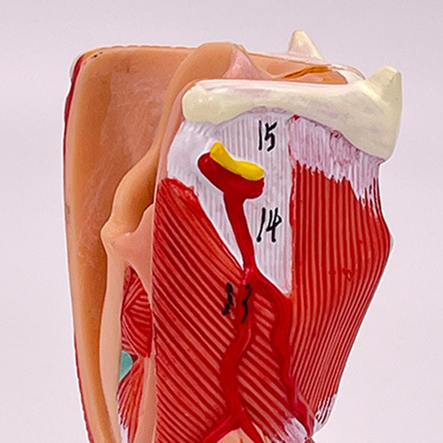 Modelo De Garganta Humana, Modelo De Garganta Anatómicamente