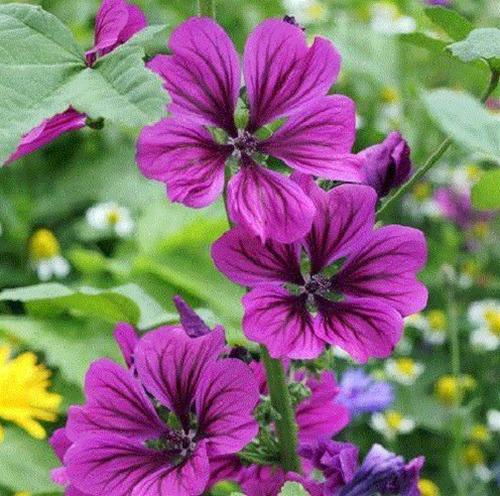 20 Semillas De Flor De Malva Silvestre Morado + Instructivo