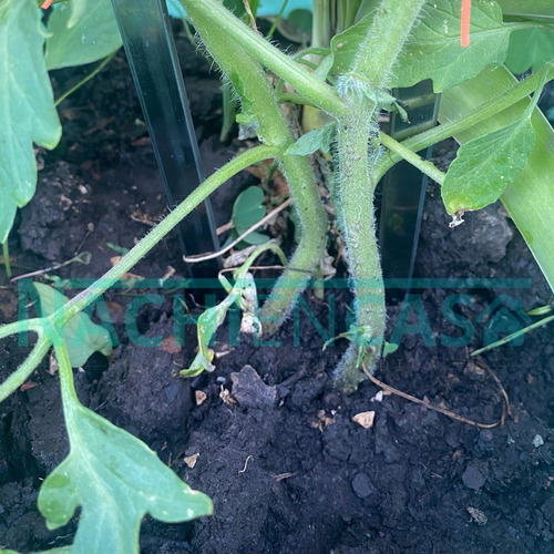 Imagen 9 de 10 de Tutor Para Plantas Trepadoras Huertas Jardín Hierro Pack X 3