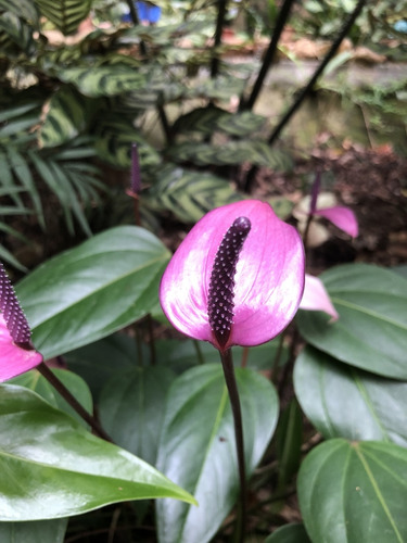 Anturio De Color Negro, Más Semillas