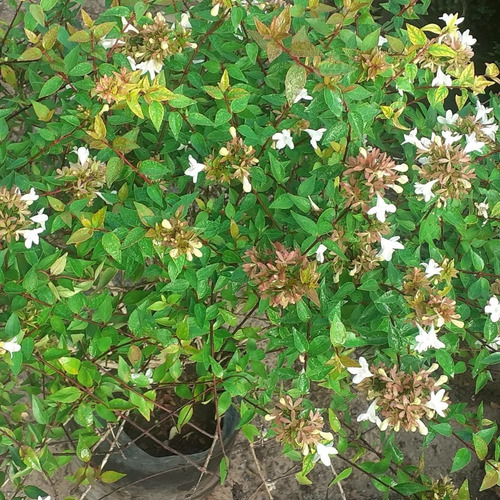 Imagen 3 de 4 de Abelia Grandiflora 10lts