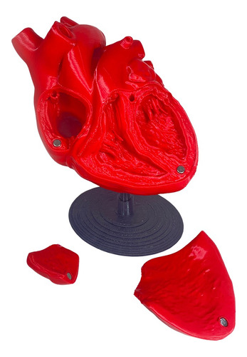Corazón Anatomia 3d Con Imanes
