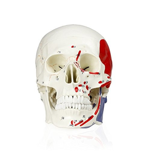 Walter Productos B10208 Modelo Cráneo Humano Con Las Marcas,