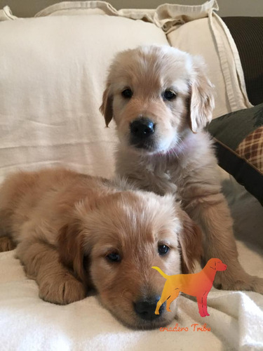 Cachorros Golden Retriever Criados En Campo. Criadero Tribu