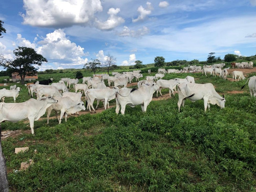 Imagem 22 de 25 de Linda Fazenda Na Bahia!!!!!