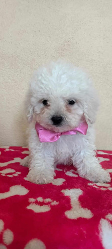 Se Vende Hermosos Cachorros French Poodle Mini Toy