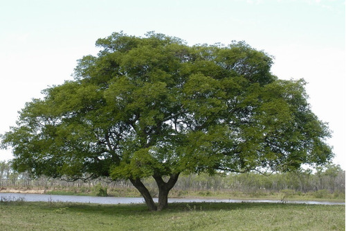 Semillas De Timbó (pacará / Enterolobium C.) X50