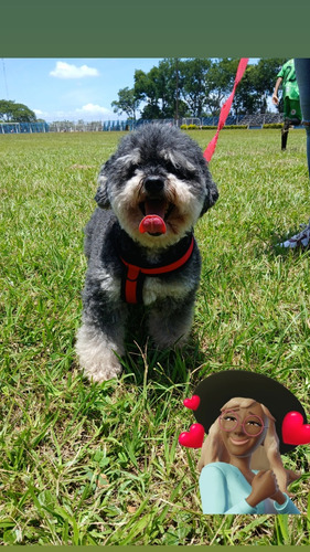 Peluquería Canina