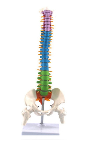 45 Cm Con Anatomía Anatómica Humana Pélvica Y Columna Verteb