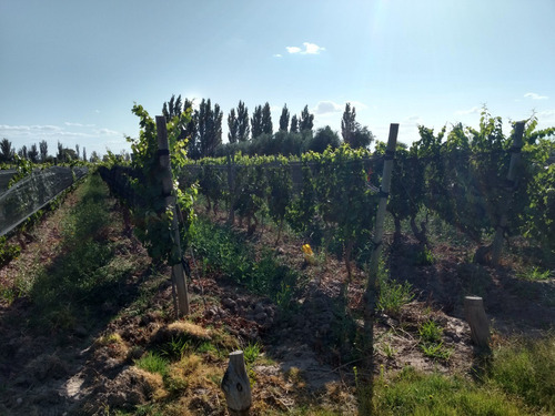 Imagen 7 de 13 de 3,9 Has En Excelente Estado. Maipú, Mendoza