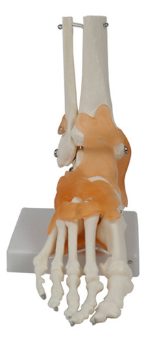 Modelo De Articulación Del Pie Con Ligamentos, Modelo De Ana