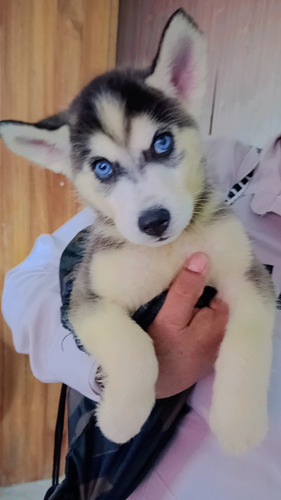 Vendo Cachorros Husky Siberiano En Manizales Y Pereira 