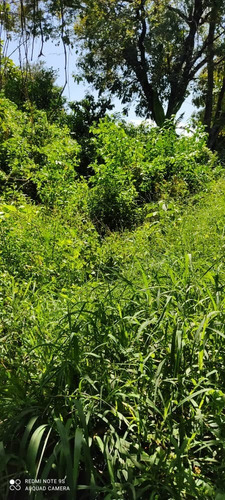 Imagen 10 de 11 de Venta Terreno En Centro De Palo Negro Ocumarito Edo Aragua.