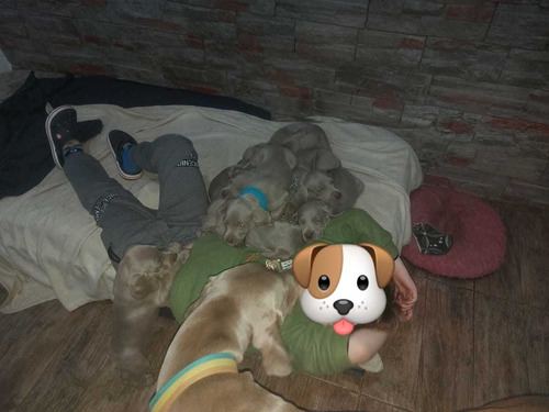 Imagen 3 de 5 de Cachorros Weimaraner