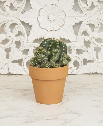 Plants For Pets - Maceta De Cactus Con Arcilla Viva En Macet