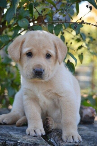 Cachorro Labrador Dorados  Dulce  Ladriditoss 