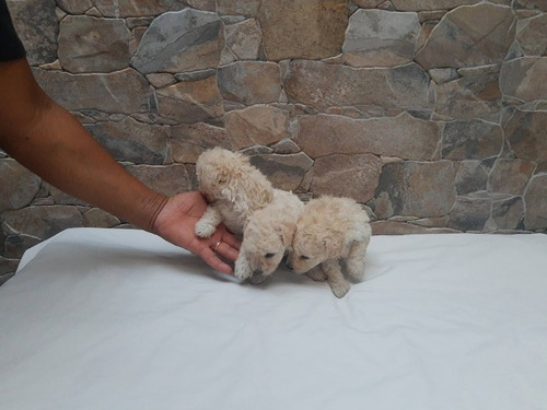 Preciosas Miniaturas Poodle Minitoy 
