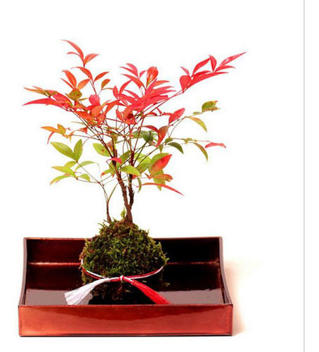 Liuyiyi Maceta De 3 Bolas Er Para Bonsái, 18 Cm