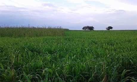Imagen 3 de 5 de Vendo 5.000 Hectáreas ( La Seña. San Luis )