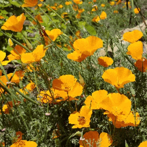 10 Semillas De Amapola Enana Naranja De California