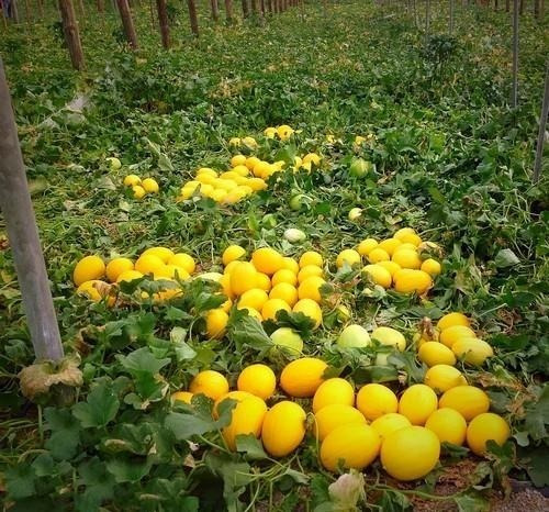 50 Semillas De Melon Amarillo