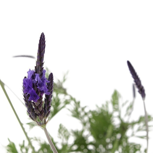 Lavanda (planta) , Lavanda Pinnata Paq 4 Pz