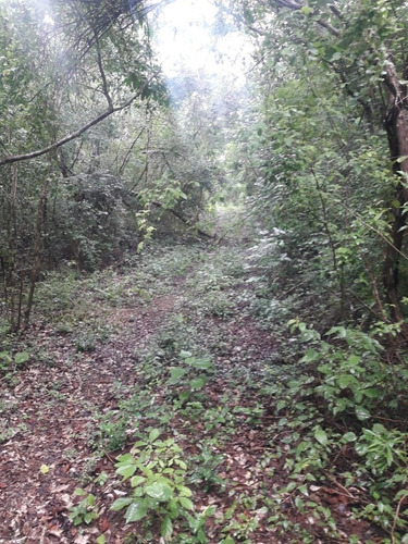 Imagen 10 de 13 de Terreno Con Cenote Al Descubierto A 25 Minutos De Valladolid