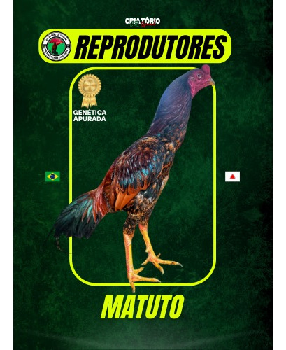 15 Ovos Galados De Galo Mura Costeiro E Barrigueiro