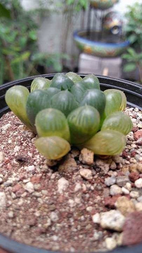 Imagen 5 de 5 de Haworthia Cooperi Var Truncata U Obtusa Planta Mta 3 Inch