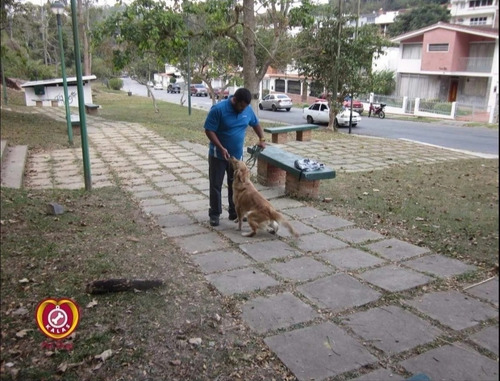 Imagen 5 de 5 de Escuela Canina Adiestramiento Para Perros Entrenamiento