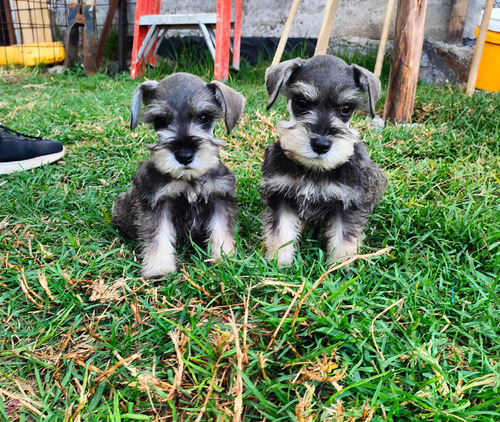 Schnauzer Miniaturas Puros Ma