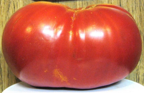 Tomate Gigante Do Guinness Sementes Recorde Mundial: 3,2 Kg