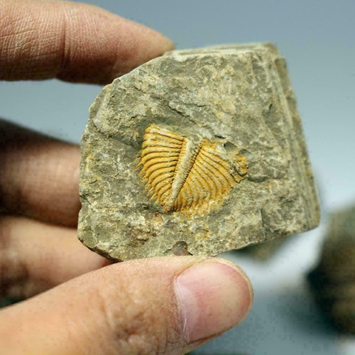 Imagen 6 de 9 de Cola Trilobites Matriz Fósil Era Dinosaurio Megalodon Cuarzo