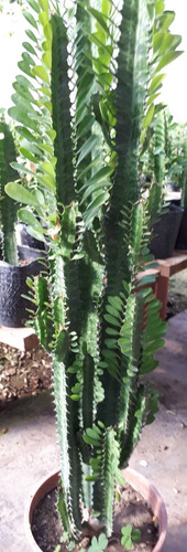 Eufhoria, Cactus Arbol De Leche, 60cm .tambien Llama Trigona