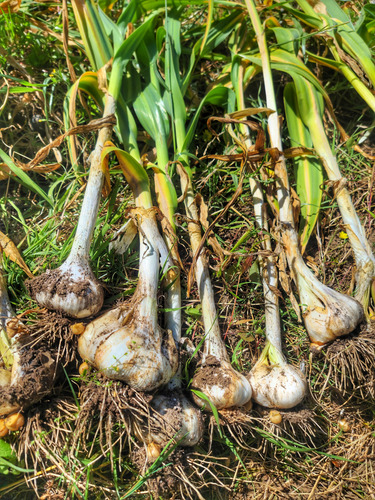 (5 Kg) Ajos Chilotes - El Huerto De Chiloé