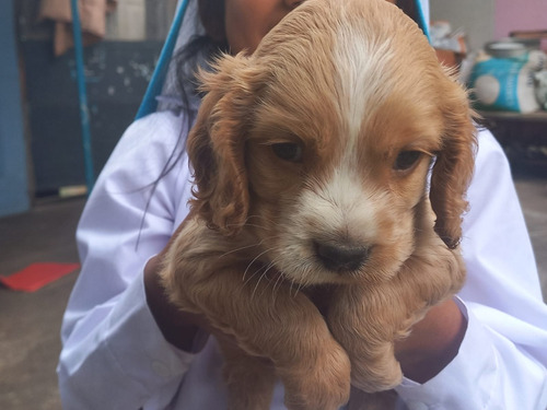 Cachorros Coker Spaniel Americanos 