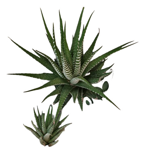 Haworthia Zebrina