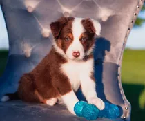 Comprar Cachorros Border Collie Marron Acercate O Sino Te Enviamos.