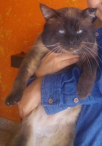 Gatito Siamés Ternurita