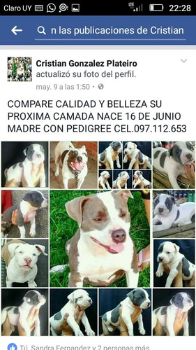 Cachorros Pitbull Reservelo