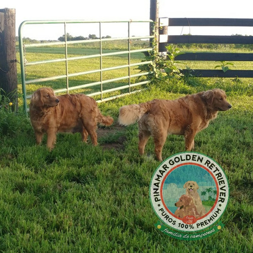 Cachorras Y Cachorros De Criadero Pinamar Golden Retriever