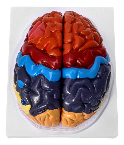 Qwork Modelo Anatómico De Cerebro Humano De Tamaño Real