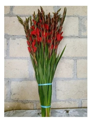 Oferta 200 Piezas De Bulbos De Gladiola Roja 