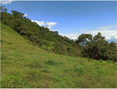 Vendo Finca De 18 Cuadras Para Ganado Y Cerdos A 15 Minutos D Fredonia