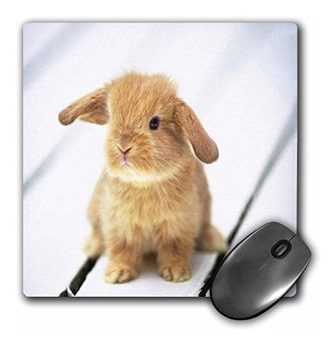 Pad Mouse - Llc 8 X 8 X 0.25 Inches Mouse Pad, Adorable Barb