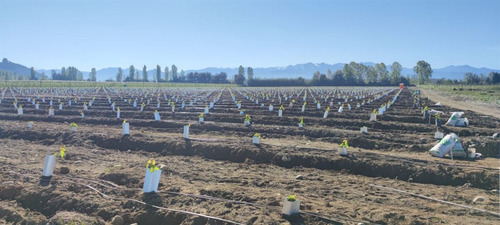 Campo Frutícola En Venta En Linares