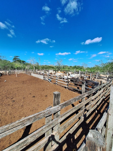 Rancho En Venta Con Cenotes En Excelente Zona Ganadera Del Estado De Yucatán