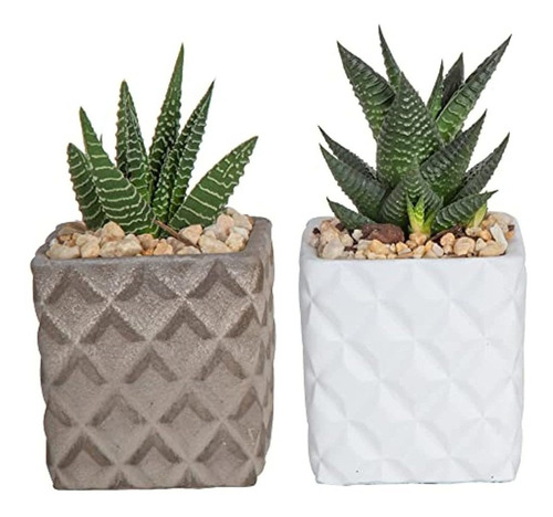 Costa Farms Live Succulent Haworthia Garden 2 Plantas En Mad